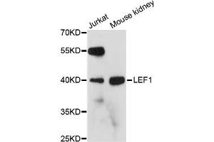 Western blot analysis of extracts of various cell lines, using LEF1 antibody. (LEF1 Antikörper)