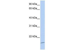 ASCL4 antibody used at 0. (ASCL4 Antikörper  (N-Term))