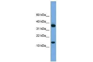 PRR15 antibody used at 1 ug/ml to detect target protein.