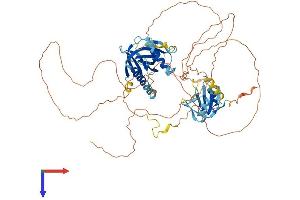 SHC4 Protein (AA 1-626) (His tag)