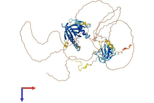 SHC4 Protein (AA 1-626) (His tag)
