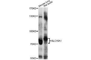 Western blot analysis of extracts of various cell lines, using SLC15A1 antibody (ABIN4905175) at 1:1000 dilution. (SLC15A1 Antikörper)