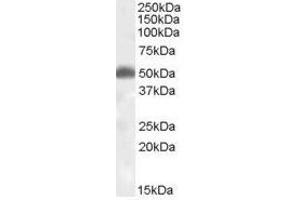 Image no. 1 for anti-Hypocretin (Orexin) Receptor 2 (HCRTR2) (N-Term) antibody (ABIN374884) (HCRTR2 Antikörper  (N-Term))
