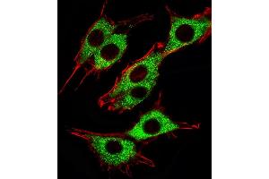 Fluorescent image of PC12 cells stained with Pink1(115-213) Antibody (ABIN387803 and ABIN2843897). (PINK1 Antikörper)