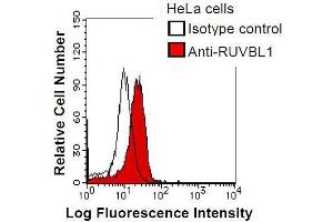 HeLa cells were fixed in 2% paraformaldehyde/PBS and then permeabilized in 90% methanol. (RUVBL1 Antikörper)
