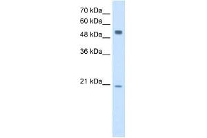 BLK antibody used at 2. (BLK Antikörper  (Middle Region))
