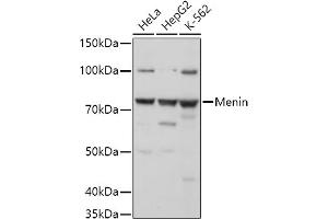 Western blot analysis of extracts of various cell lines, using Menin antibody (ABIN7268698) at 1:1000 dilution. (Menin Antikörper  (AA 266-615))