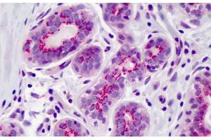 Anti-PPAR Delta antibody IHC of human breast.