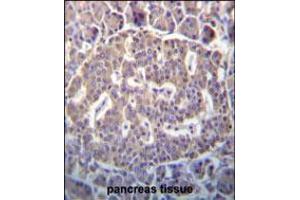 SCYL1 Antibody immunohistochemistry analysis in formalin fixed and paraffin embedded human pancreas tissue followed by peroxidase conjugation of the secondary antibody and DAB staining. (SCYL1 Antikörper  (N-Term))