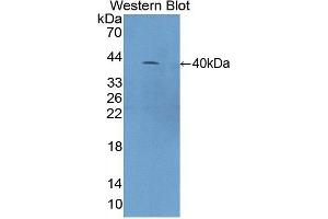 Western blot analysis of recombinant Mouse C4a. (C4A Antikörper  (AA 678-761))