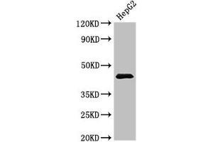 Western Blot Positive WB detected in: HepG2 whole cell lysate All lanes: PSMC5 antibody at 3. (PSMC5 Antikörper  (Regulatory Subunit 8))