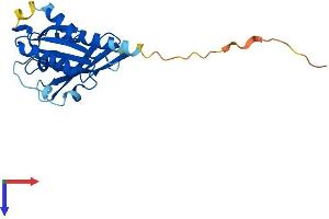 RAB38 Protein (AA 1-211) (His tag)
