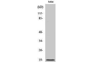 Western Blotting (WB) image for anti-Cofilin 1 (CFL1) (Ser245) antibody (ABIN3183994) (Cofilin Antikörper  (Ser245))