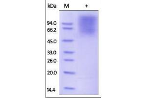 Human CEACAM-1, His Tag on SDS-PAGE under reducing (R) condition. (CEACAM1 Protein (AA 35-428) (His tag))