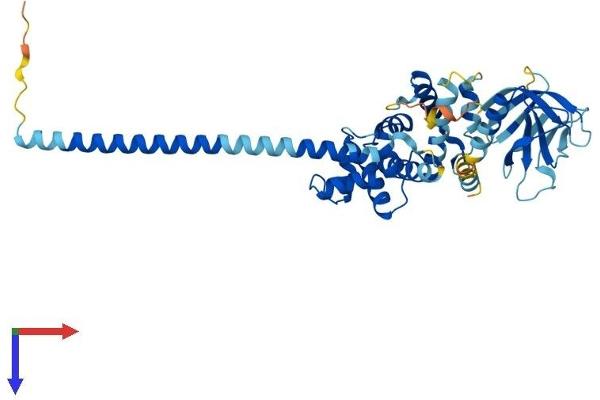 Cytohesin 4 Protein (CYTH4) (AA 1-393) (His tag)