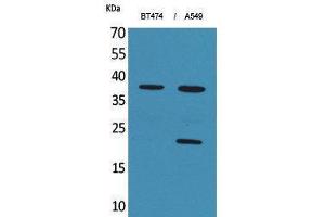 Western Blotting (WB) image for anti-Interferon, alpha 1 (IFNA1) (C-Term) antibody (ABIN3178201) (IFNA1 Antikörper  (C-Term))