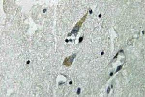 Immunohistochemistry (IHC) analyzes of Raf-1 antibody in paraffin-embedded human brain tissue. (RAF1 Antikörper)