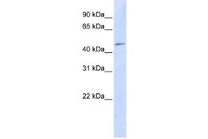 Western Blotting (WB) image for anti-Chromosome 3 Open Reading Frame 17 (C3orf17) antibody (ABIN2458889) (C3orf17 Antikörper)