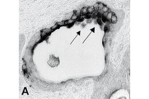 Immunohistochemistry image of uroguanylin staining in cryosection of human prostate. (GUCA2B Antikörper)