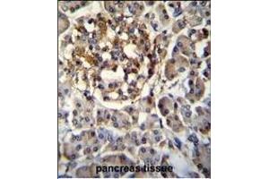SEC14L5 Antibody (Center) (ABIN655563 and ABIN2845065) immunohistochemistry analysis in formalin fixed and paraffin embedded human pancreas tissue followed by peroxidase conjugation of the secondary antibody and DAB staining. (SEC14L5 Antikörper  (AA 448-477))