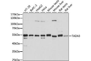 Western blot analysis of extracts of various cell lines, using T antibody (ABIN7270900) at 1:1000 dilution. (TADA3L Antikörper  (AA 270-369))