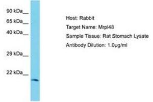 Image no. 1 for anti-Mitochondrial Ribosomal Protein L48 (MRPL48) (C-Term) antibody (ABIN6750370) (MRPL48 Antikörper  (C-Term))