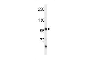 PCDH18 Antibody (C-term) (ABIN657510 and ABIN2846534) western blot analysis in mouse liver tissue lysates (35 μg/lane). (PCDH18 Antikörper  (C-Term))