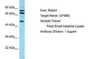 Host: Rabbit Target Name: GPSM2 Sample Tissue: Human Fetal Small Intestine Antibody Dilution: 1ug/ml