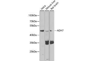 Western blot analysis of extracts of various cell lines, using  antibody (ABIN6131173, ABIN6136581, ABIN6136582 and ABIN6223850) at 1:1000 dilution. (ADH7 Antikörper  (AA 1-386))