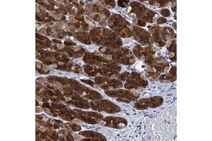 Immunohistochemical staining of human stomach with C12orf26 polyclonal antibody  shows strong cytoplasmic positivity in glandular cells. (METTL25 Antikörper)
