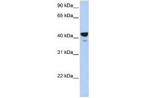 WB Suggested Anti-Elf3 Antibody Titration: 0. (ELF3 Antikörper  (Middle Region))