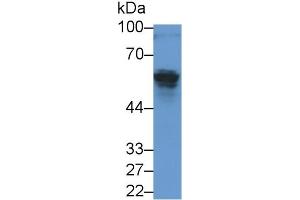 Detection of AMH in Rat Testis lysate using Monoclonal Antibody to Anti-Mullerian Hormone (AMH) (AMH Antikörper  (AA 19-560))