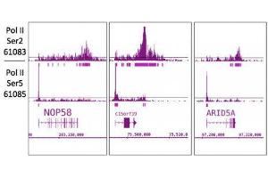 RNA pol II CTD phospho Ser2 antibody (mAb) tested by ChIP-Seq. (Rpb1 CTD Antikörper  (pSer2, Ser2))