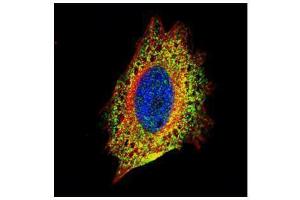 ICC/IF Image Confocal immunofluorescence analysis (Olympus FV10i) of paraformaldehyde-fixed HeLa, using STIP1, antibody (Green) at 1:500 dilution. (STIP1 Antikörper)