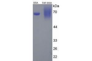 Image no. 3 for Trypsinogen Activation Peptide peptide (BSA) (ABIN5666014) (Trypsinogen Activation Peptide peptide (BSA))