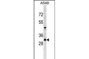 RASSF3 Antibody (N-term) (ABIN1539640 and ABIN2849374) western blot analysis in A549 cell line lysates (35 μg/lane). (RASSF3 Antikörper  (N-Term))