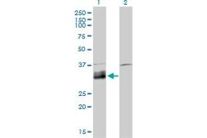Western Blot analysis of DNASE1L1 expression in transfected 293T cell line by DNASE1L1 monoclonal antibody (M02), clone 4E8. (DNASEX Antikörper  (AA 18-302))