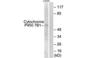 Western blot analysis of extracts from LOVO cells, using Cytochrome P450 7B1 Antibody. (CYP7B1 Antikörper  (AA 101-150))