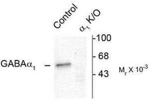Image no. 1 for anti-gamma-aminobutyric Acid (GABA) A Receptor, alpha 1 (GABRA1) (N-Term) antibody (ABIN372627) (GABRA1 Antikörper  (N-Term))