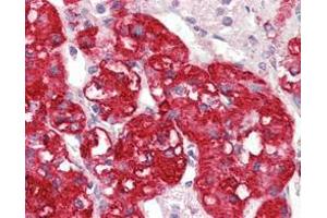 Immunohistochemical analysis of paraffin-embedded human adrenal tissues using STYK1/NOK mouse mAb with DAB staining.