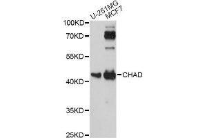 Western blot analysis of extracts of various cell lines, using CHAD antibody. (CHAD Antikörper)