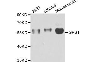 Western blot analysis of extracts of various cell lines, using GPS1 antibody (ABIN5974162) at 1/1000 dilution. (GPS1 Antikörper)