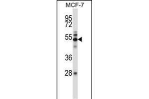 Mouse Map3k7 Antibody (N-term) (ABIN657840 and ABIN2846802) western blot analysis in MCF-7 cell line lysates (35 μg/lane). (MAP3K7 Antikörper  (N-Term))