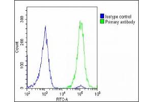 Overlay histogram showing U-2 OS cells stained with (ABIN6242874 and ABIN6578731)(green line). (SLC2A3 Antikörper  (AA 432-463))