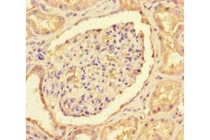 Immunohistochemistry of paraffin-embedded human kidney tissue using ABIN7147089 at dilution of 1:100