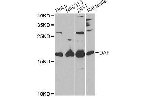 Western blot analysis of extracts of various cell lines, using DAP Antibody. (DAP Antikörper)