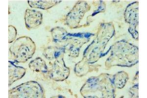 Immunohistochemistry of paraffin-embedded human placenta tissue using ABIN7174129 at dilution of 1:100 (TDP1 Antikörper  (AA 1-260))