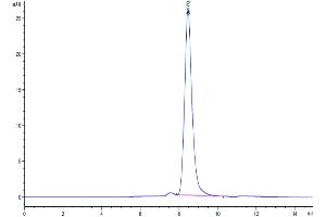 The purity of Human NTS1 is greater than 95 % as determined by SEC-HPLC. (Neurotensin Protein (NTS) (AA 24-163) (Fc Tag))