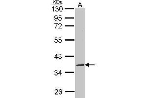 WB Image Sample(30 ug whole cell lysate) A:293T 12% SDS PAGE antibody diluted at 1:1000