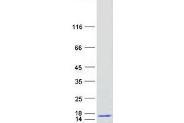UBL3 Protein (Myc-DYKDDDDK Tag)